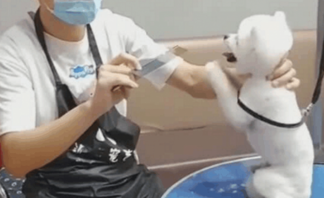 美容师提前准备剪头发,狗狗不断拜托,求别把美狗狗整丑!