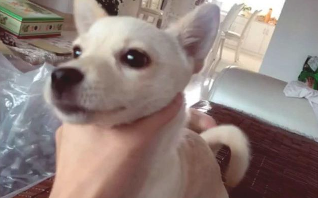 流浪犬躲在石墩旁,小小孤独背影好孤单,女生养十几天后真是萌炸掉