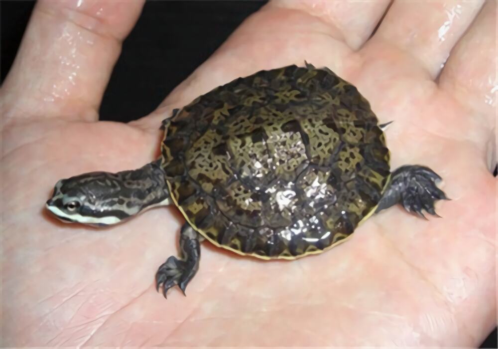 面具侧颈龟身份信息