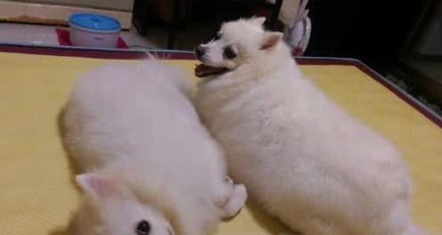 被收养的银狐犬清晨狂吠唤醒主人,她睁眼后吓坏:感谢你们救了我