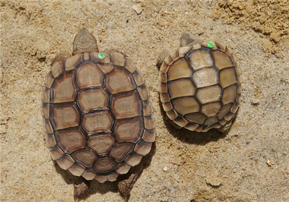 卡鲁海角陆龟身份信息