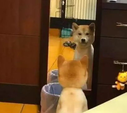 柴犬照镜子后开始不得劲了,还和自身发生争执:里边的家伙快出来!