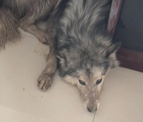 狗狗去外边滚水坑,跑回家了被主人骂,脏得像刚滚屎坑!