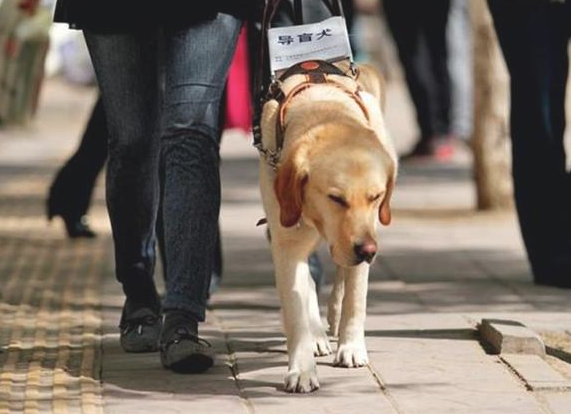 导盲犬扔下主人家独自一人玩耍,是狗狗职业道德规范的缺少,還是另有隐情