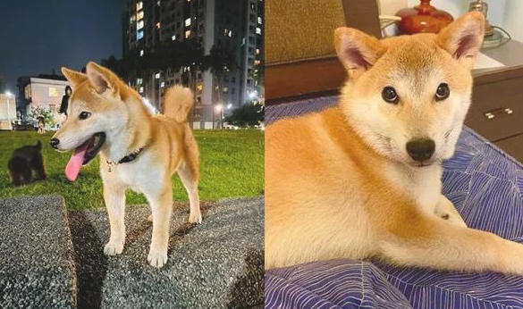 秋田犬自小就喜欢叼碗卖萌,可等它长大以后,铲屎官愣住