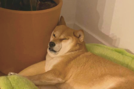 柴犬靠在花盆上入睡,脸部的肉都把双眼挤得眼睛睁不开了,还不肯动呢