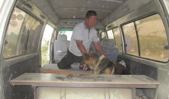 气枪猎犬齐上阵!黄河浮桥惊现“城市猎人”
