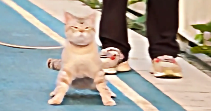 女子带狗子遛弯,偶遇一只霸气的猫咪。狗:拜见咪咪大王