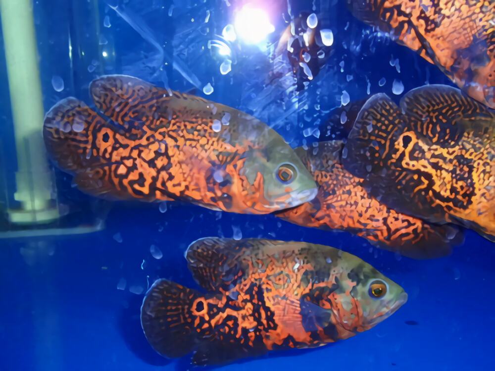 地图鱼身份信息