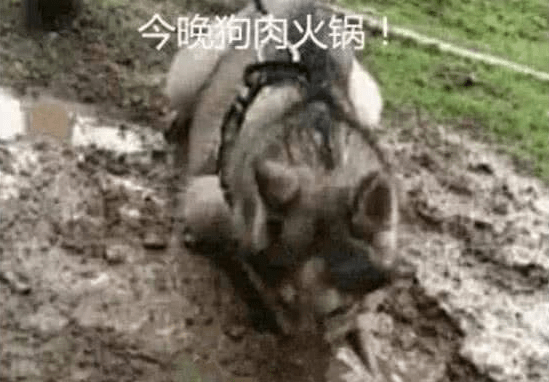 男子内急憋不住去尿尿，把小狗拴在树上，出去见到这幕肠道悔青