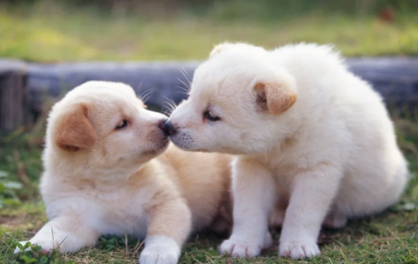 犬瘟热的治疗方法