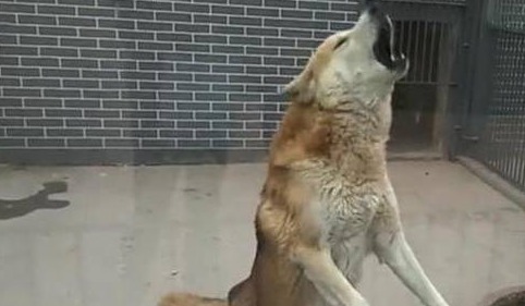 动物园里用土狗冒充狼,结果引起民愤,网友;好歹也得哈士奇吧!