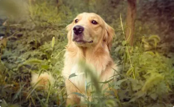 黄色田园犬会不会咬人 | 湘乡100多人被狗咬伤 市民出行请注意黄色流浪土狗