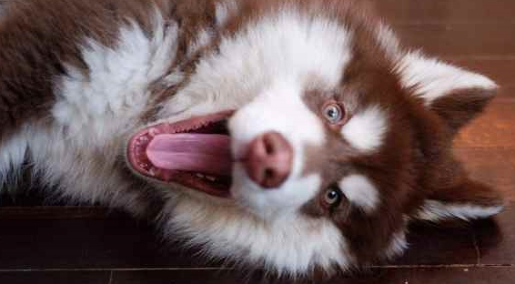 一只大型犬被吉娃娃吓哭,模样十分委屈,主人却忍不住笑了