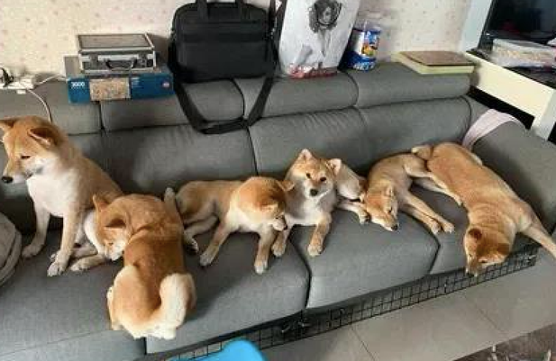 主人家在沙发上睡觉了,几个柴犬统统趴到他的身上,压力很大啊!