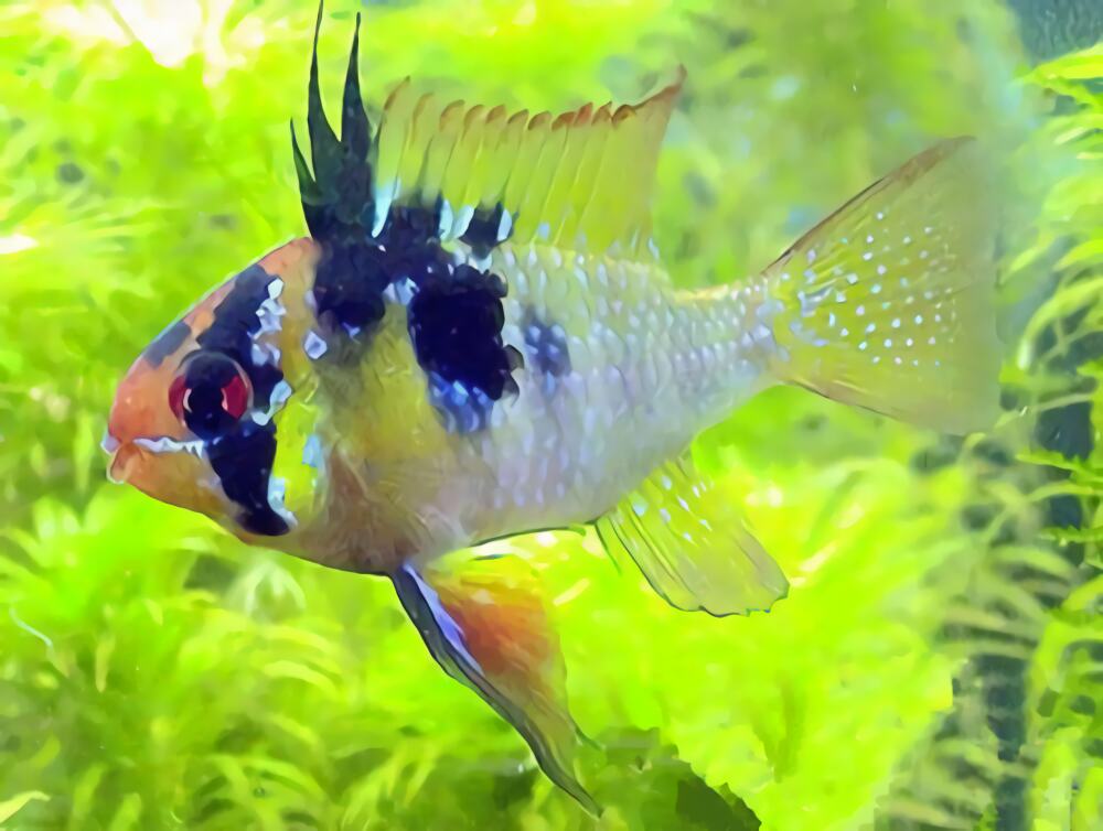 七彩凤凰鱼身份信息