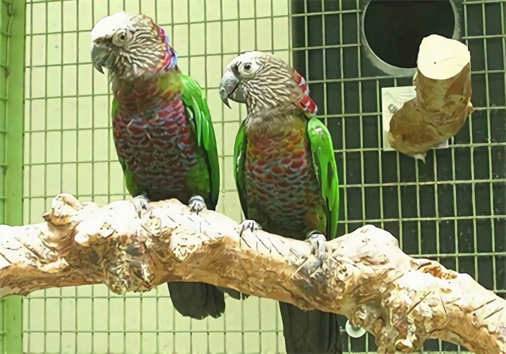 鳞头鹦哥身份信息