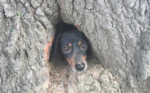 室外锄草不经意听到怪异狗吠声,好奇心找寻后马上通电话报警