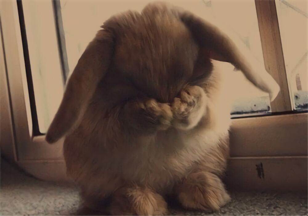 垂耳兔身份信息