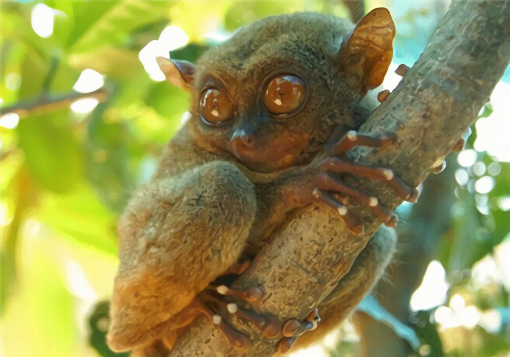 眼镜猴身份信息