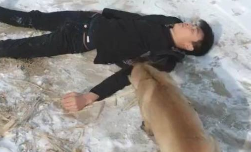 主人假装昏倒在雪天,边上马犬狗狗急死了了赶快找过路人帮助,超打动