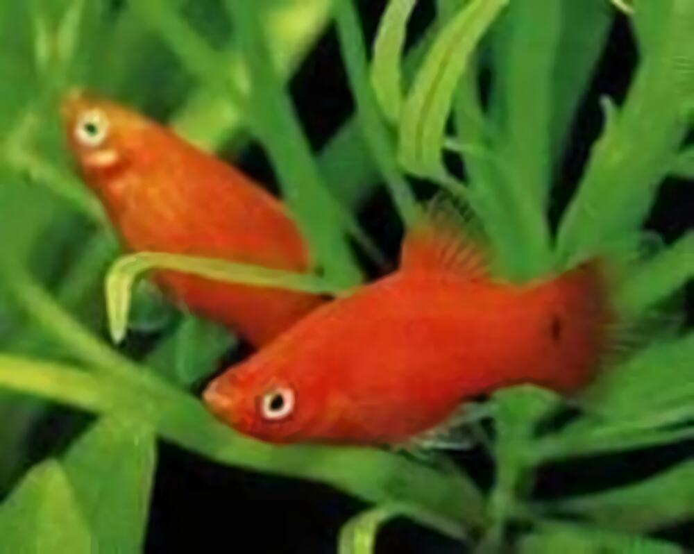 月光鱼身份信息