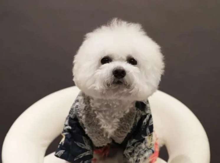 618首秀打破天猫历史纪录五只卡通比熊犬的惊人能量