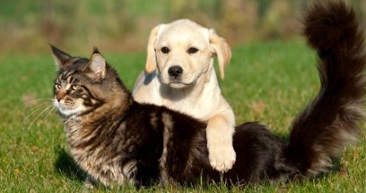 深圳发布全面禁食猫狗令,竟有一大群人反对?究竟为何