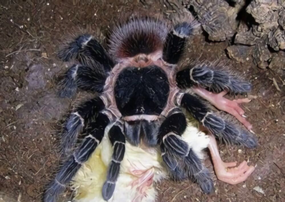 巴伊亚猩红食鸟身份信息