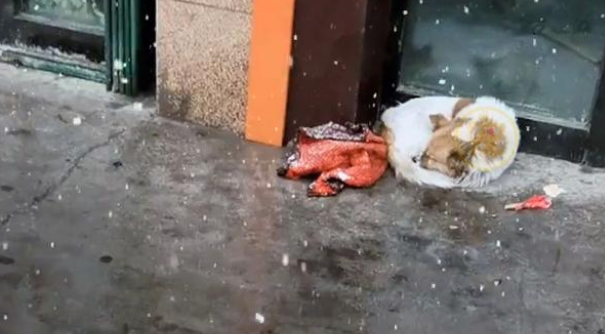 被主人抛弃在寒冬中的狗狗,在雪中瑟瑟发抖,日复一日等主人回家