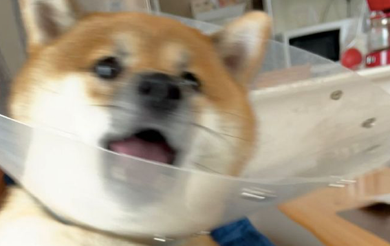 主人想给柴犬涂药,它却拼了命挣脱不肯接纳,神情兴奋到模糊不清了!