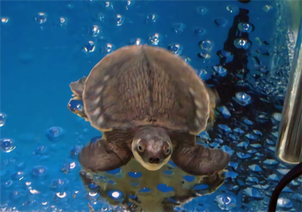 猪鼻龟身份信息