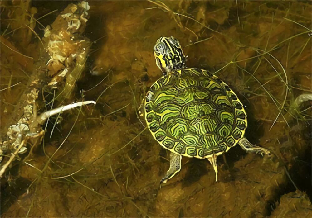 佛州甜甜圈龟身份信息