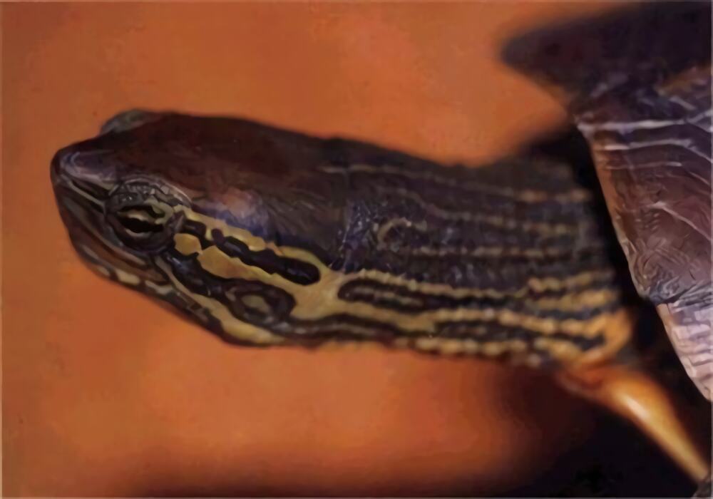 菲氏花龟身份信息