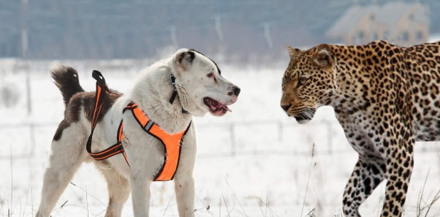 拥有狮子般心脏的猛犬,至今已有千年历史,血统神秘,已无从查找