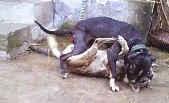 比特犬欺压土狗,将它按在土里暴揍,下一秒界面,令人瞪大眼睛!
