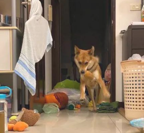 狗狗12点晚上不睡觉爽玩出轨,主人一看傻眼了