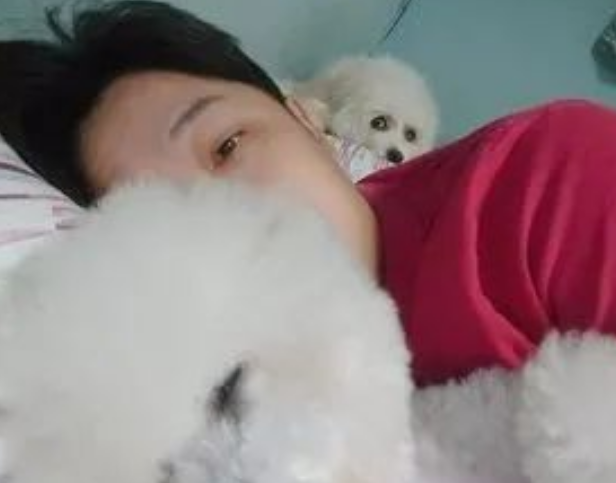 比熊犬看到主人抱别狗睡觉,秒变怨念背后灵:你最好别睡太死