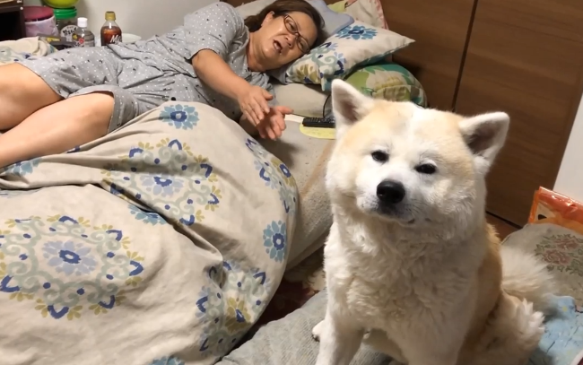 秋田犬进卧房不做声,小主人下学回家才搞清楚,萌化主人家的心
