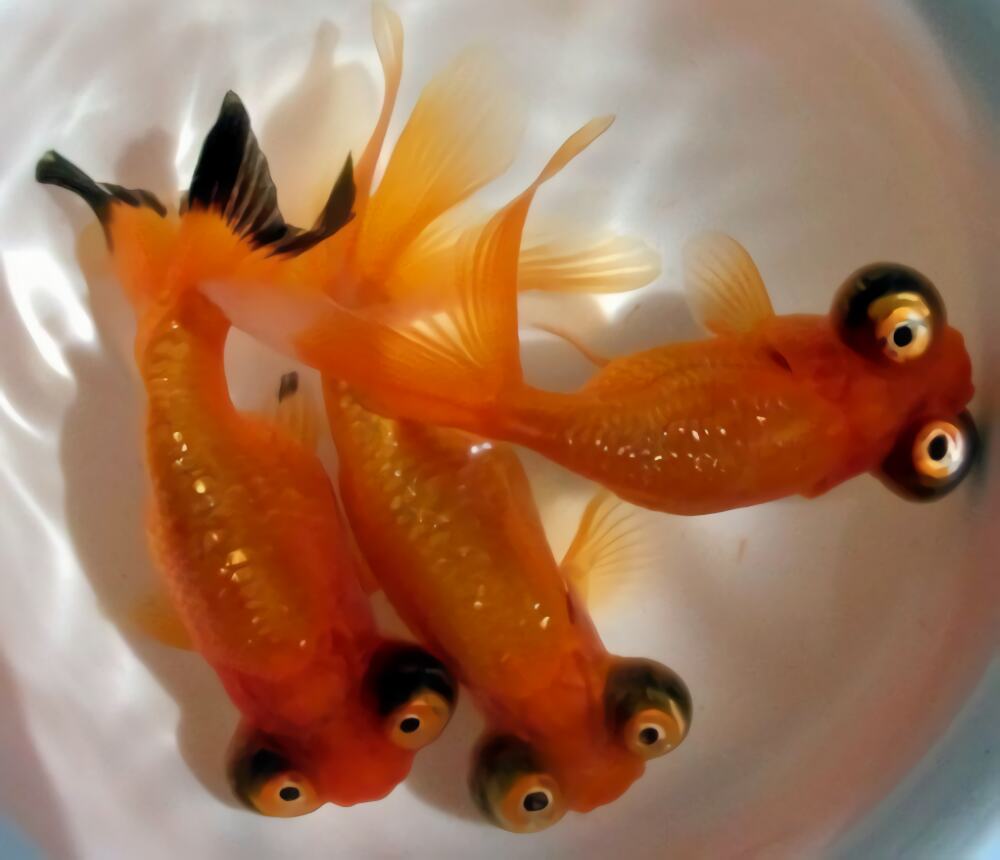 望天眼身份信息