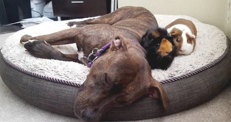 都说把比特犬和荷兰猪养在一起不安全性,但主人家還是那麼干了