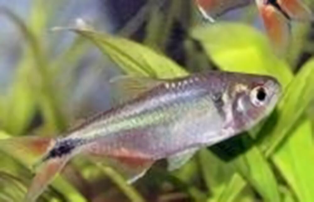 黑十字鱼身份信息