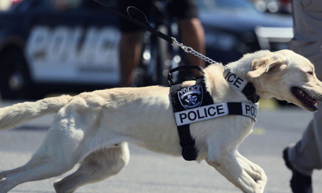 当普通狗看到警犬时,会觉得是警察来了吗?
