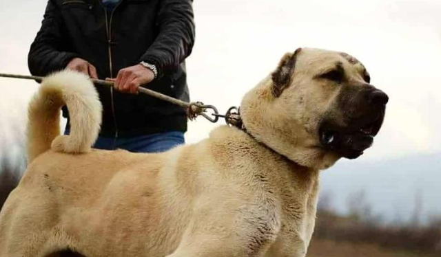 外表凶悍内心温柔，土耳其国宝坎高犬Kangal