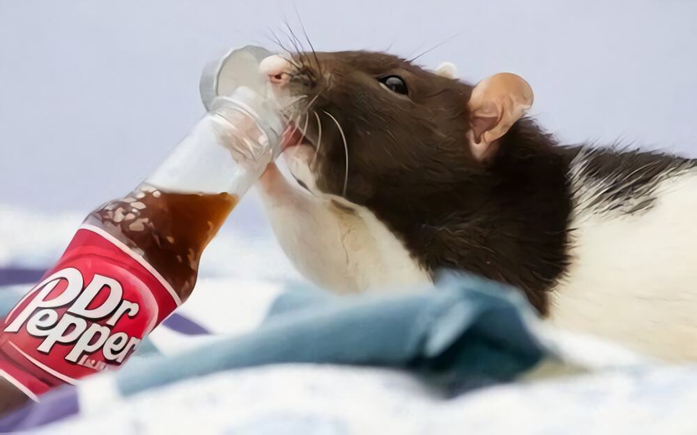 花枝鼠身份信息