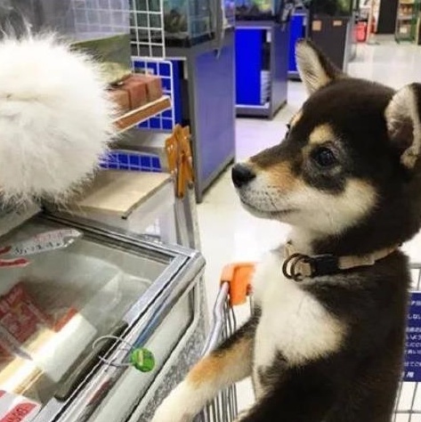 被主人带着来超市的柴犬,看到香肠一脸兴奋:妈,我就要买那个!