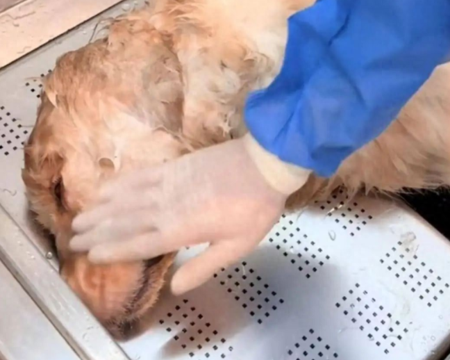 金毛犬蹭空调疑被打死后续,狗主人称“圆满解决”