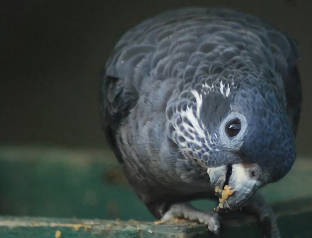 暗色鹦鹉身份信息