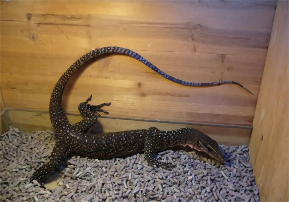 刺尾巨蜥身份信息