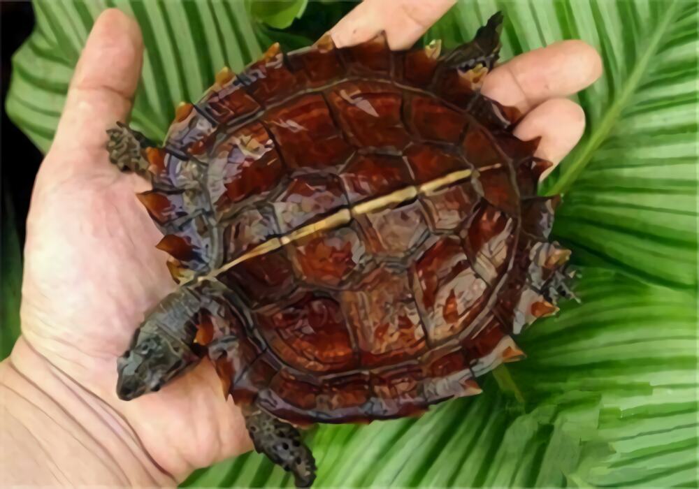 刺山龟身份信息